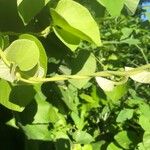 Aristolochia tomentosa Leaf