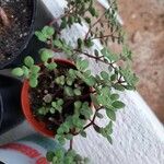 Crassula expansa ഇല