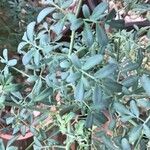 Ruta chalepensis Hoja