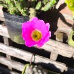 Echinocereus pentalophus 花