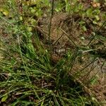 Cyperus hortensis Pokrój