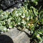 Cerastium peruvianum ശീലം