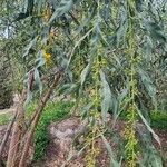 Acacia saligna List