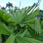 Licuala peltata Leaf