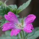 Geranium × oxonianum 花