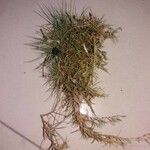 Eleocharis parvula Hoja