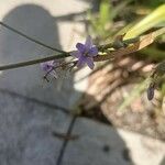 Dianella caerulea Blüte