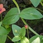 Lysimachia arvensis Blatt
