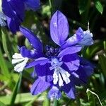 Polygala alpina Fleur