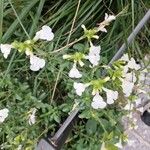 Salvia microphyllaFlower