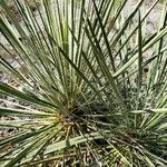 Yucca angustissima Feuille