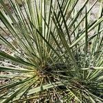 Yucca angustissima Leaf