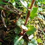 Saxifraga bulbifera Leaf