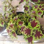 Coleus scutellarioides Leaf