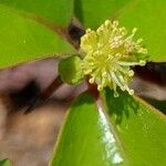 Flacourtia indica Flower