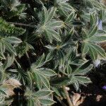 Lupinus sellulus Habit