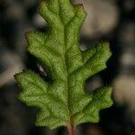 Dysphania botrys Leaf