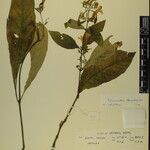 Echinacanthus attenuatus Otro