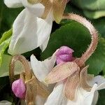 Viola alba Blomma