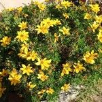 Bidens aurea Habit