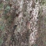 Duboscia macrocarpa Corteza