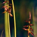 Carex pulicaris Blomma