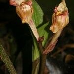 Acanthophippium splendidum Fruit