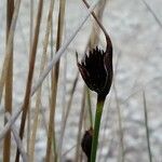 Schoenus nigricans Floare