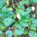 Viola hederacea Fuelha