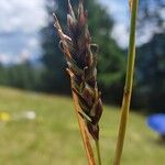 Carex sempervirens Fula