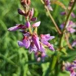 Desmodium canadenseFlower