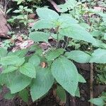 Ocimum gratissimum Leaf