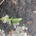 Woodsia ilvensis Leaf