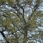 Quercus castaneifolia Plante entière