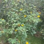 Tithonia diversifolia অভ্যাস