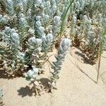 Achillea maritima Habitus