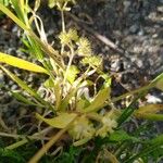 Valerianella eriocarpa Blüte