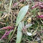 Limonium humile Leaf