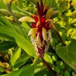 Cautleya spicata Flors