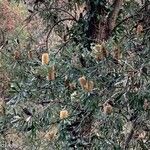 Banksia integrifolia Fleur