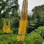 Eremurus stenophyllus Blodyn