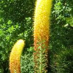 Eremurus stenophyllus Flower