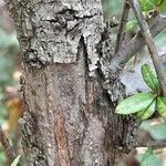 Cotoneaster microphyllus Bark