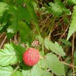 Rubus rosifolius Ovoce