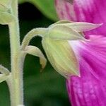 Digitalis thapsi Kora