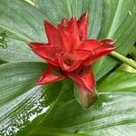 Costus curvibracteatus പുഷ്പം