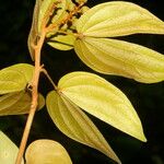 Schnella guianensis Leaf