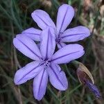 Aphyllanthes monspeliensis Blomma