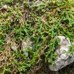 Selaginella denticulata Natur