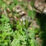 Trifolium stellatum Flower